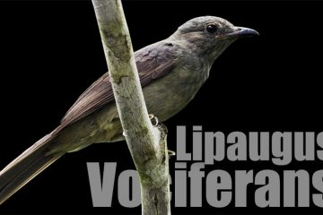 As Aves com Cantos Mais Bonitos do Brasil, o cricrió,