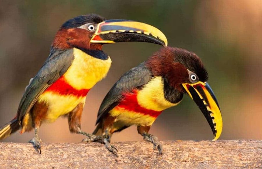 como-o-ara-ari-castanho-pteroglossus-castanotis