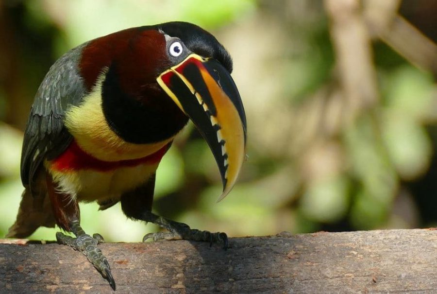 como-o-ara-ari-castanho-pteroglossus-castanotis