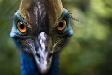 Conheça a Ave Mais Perigosa do Mundo, o Casuarius