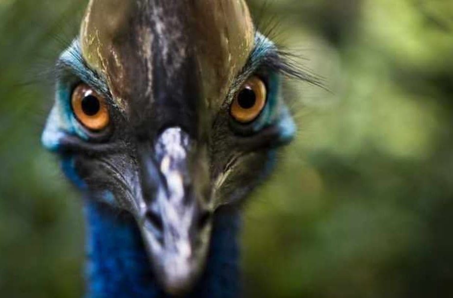 ⚫ 🐦 Conheça a Ave Mais Perigosa do Mundo, o Casuarius