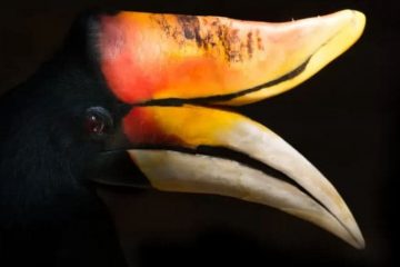 icos Incríveis, Buceros Bicornis