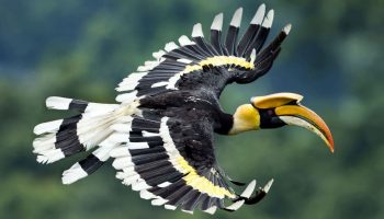 icos Incríveis, Buceros Bicornis