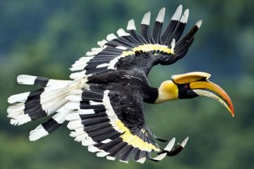 icos Incríveis, Buceros Bicornis