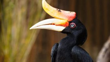 Espécies de Aves com Bicos Incríveis, Bucerotinae