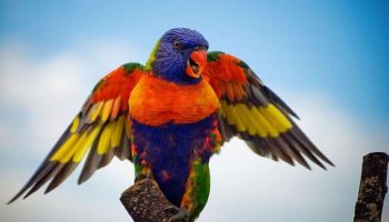 Papagaio arco da íris