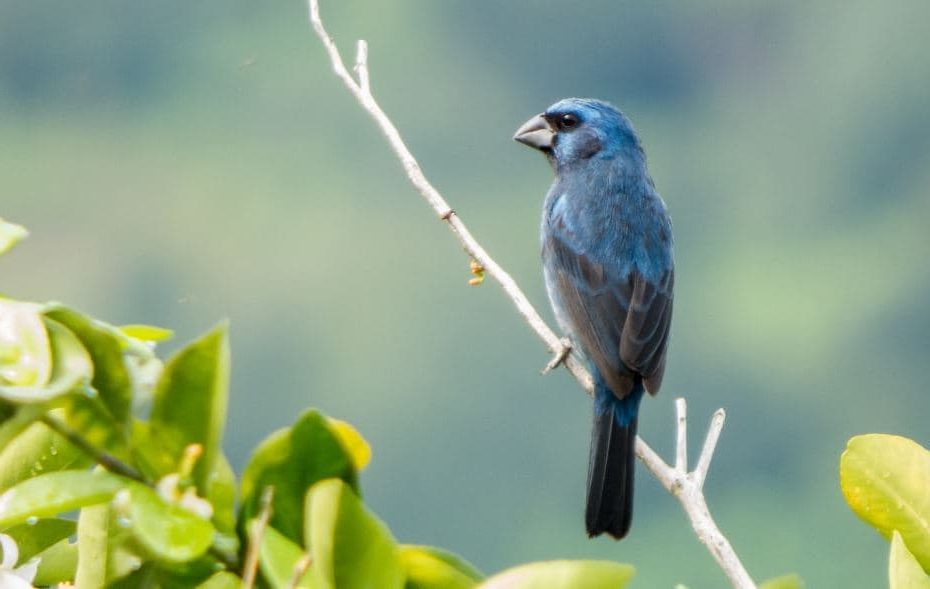 Pássaros brasileiros com cantos maravilhosos, Azulão , Cyanocompsa brissonii