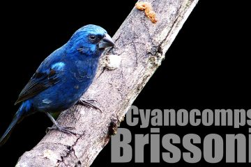 Pássaros brasileiros com cantos maravilhosos, Azulão , Cyanocompsa brissonii