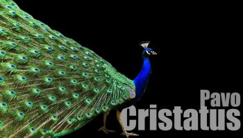 Pavo cristatus, Pavão comum