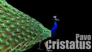 Pavo cristatus, Pavão comum
