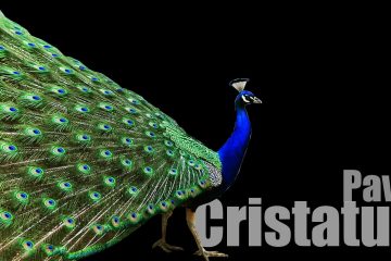 Pavo cristatus, Pavão comum