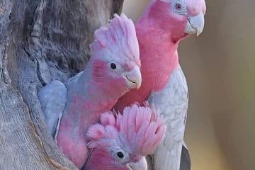 Tudo o que você precisa saber sobre o Cacatúa Galah
