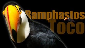 O Tucano Toco (Ramphastos Toco) A Ave Mais Amada das Cataratas do Iguaçu ramphastos toco, reino das aves, aves do iguacu