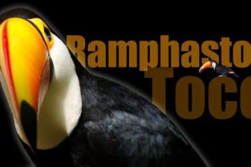 ramphastos toco, reino das aves, aves do iguacu