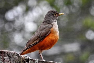 tudo sobre o Sabiá-Laranjeira (Turdus rufiventris)