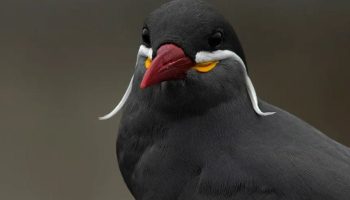 Andorinha-do-mar Inca (Larosterna inca)