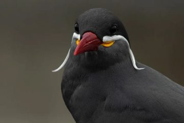 Andorinha-do-mar Inca (Larosterna inca)
