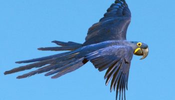 Os Benefícios de ter Aves em sua Vida e Ambiente Arara do Lear (Anodorhynchus leari)