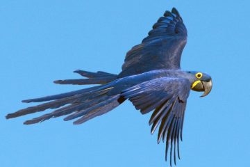 Arara do Lear (Anodorhynchus leari)