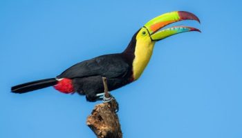 Como é o Tucano arco-íris (Ramphastos sulfuratus) Como é o Tucano arco-íris (Ramphastos sulfuratus)