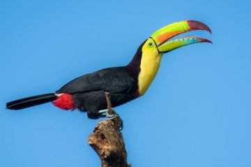 Como é o Tucano arco-íris (Ramphastos sulfuratus)