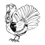 Desenhos de aves para colorir - pavão