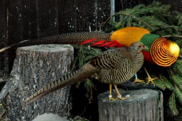 Faisão dourado (Chrysolophus pictus)