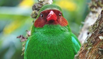 Tangará verde-grão (Chlorornis riefferii)