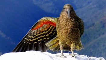 Conheça a Kea (Nestor Notabilis), uma ave muito inteligente e faladora do mundo kea, Nestor notabilis