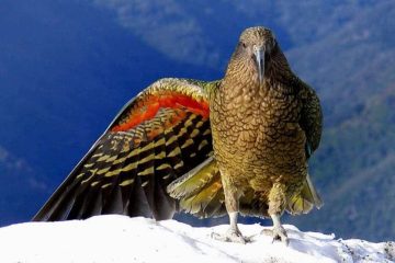 kea, Nestor notabilis