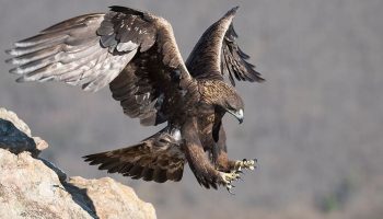 Aguia Dourada (Aquila chrysaetos)