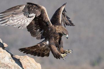 Aguia Dourada (Aquila chrysaetos)