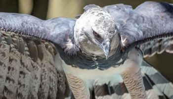 Águia harpia (Harpia harpyja), reino das aves