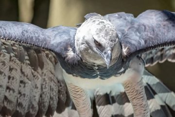 Águia harpia (Harpia harpyja), reino das aves