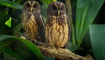 Tudo sobre o Cárabo Preto Strix Huhula Cárabo Preto Strix huhula