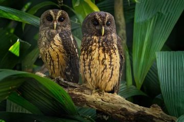 Cárabo Preto Strix huhula