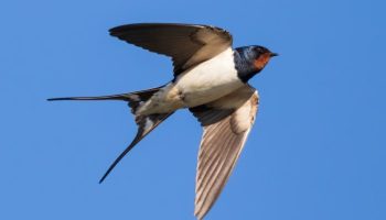 Características das Andorinhas (Hirundo Rustica) Características das Andorinhas (Hirundo rustica)
