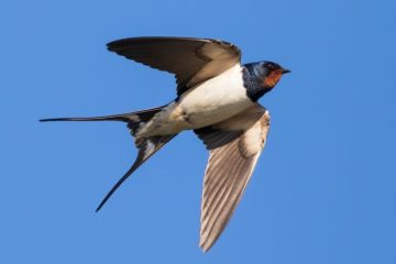 Características das Andorinhas (Hirundo rustica)
