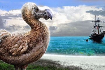 Dodo