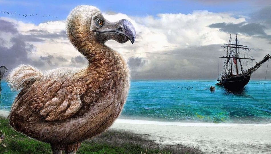 ⚫ 🐦 A vida secreta do Dodô descoberto 350 anos após a extinção
