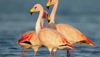 Flamengo do James (Phoenicoparrus jamesi)