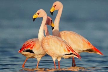 Flamengo do James (Phoenicoparrus jamesi)