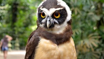 Murucutu (Pulsatrix perspicillata)