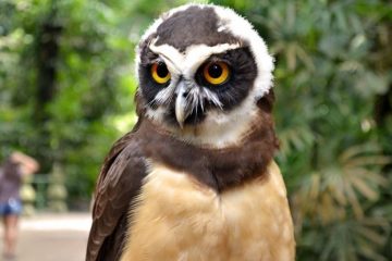 Murucutu (Pulsatrix perspicillata)