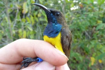 Novas aves descobertas na Indonésia, Cinnyris infrenatus