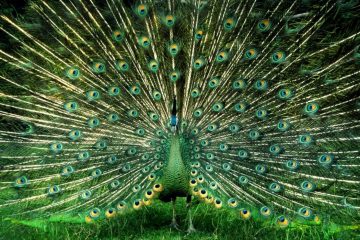Pavão de pescoço verde (Pavo muticus)