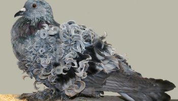 O Pássaro de Penas Encaracoladas 😍 Pombo Frillback (Columba livia domestica) Pombo Frillback (Columba livia domestica)