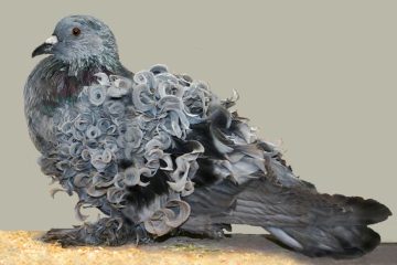 Pombo Frillback (Columba livia domestica)