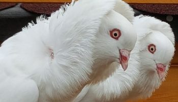 Pombos Vermelhos Capuchinhos (Capuchin Red Pigeons)