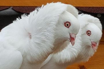Pombos Vermelhos Capuchinhos (Capuchin Red Pigeons)